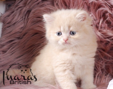 Jellybean, Light Cream Persian kitten
