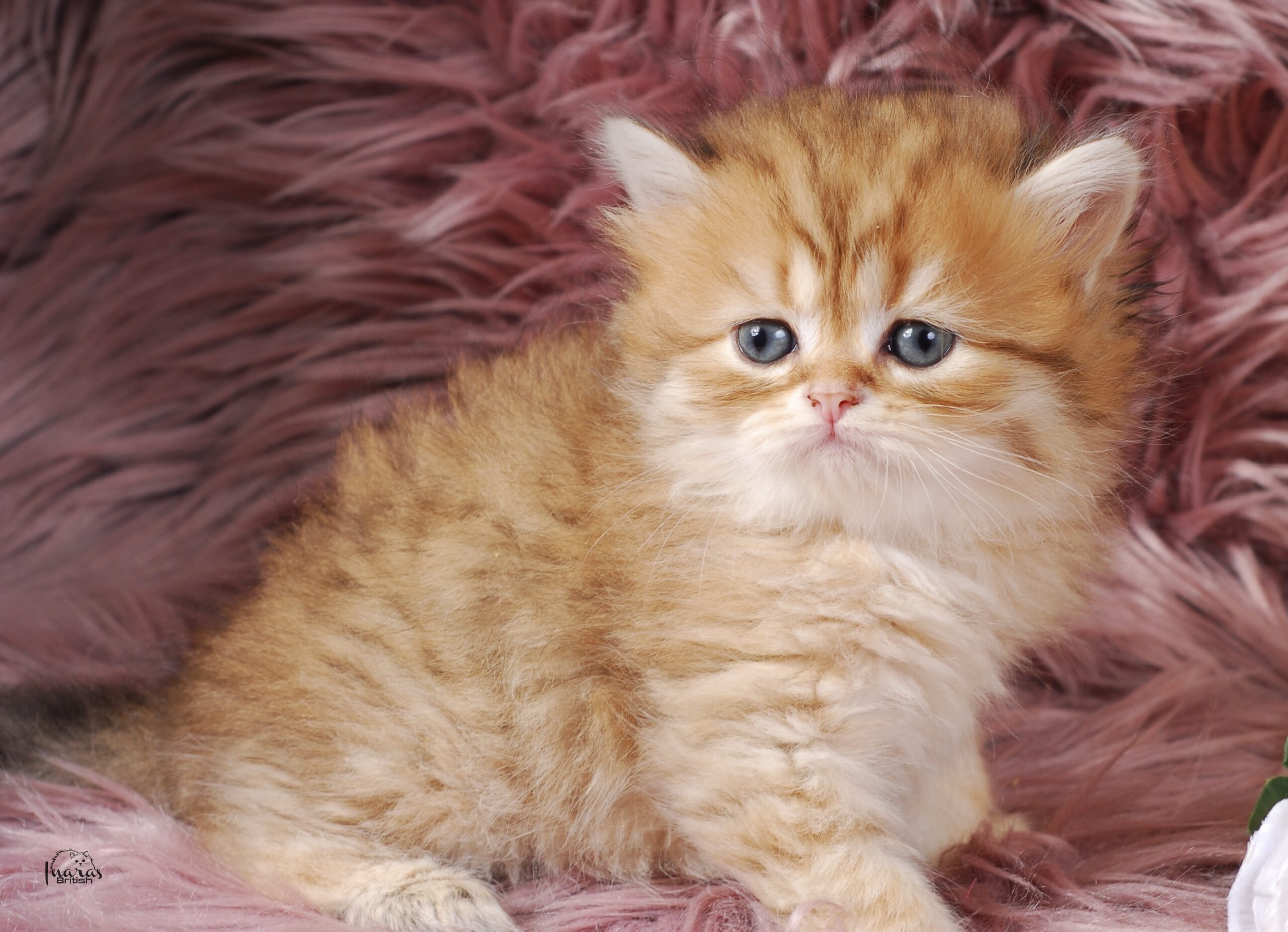 Butterscotch, Golden Chinchilla DBE-potential kitten