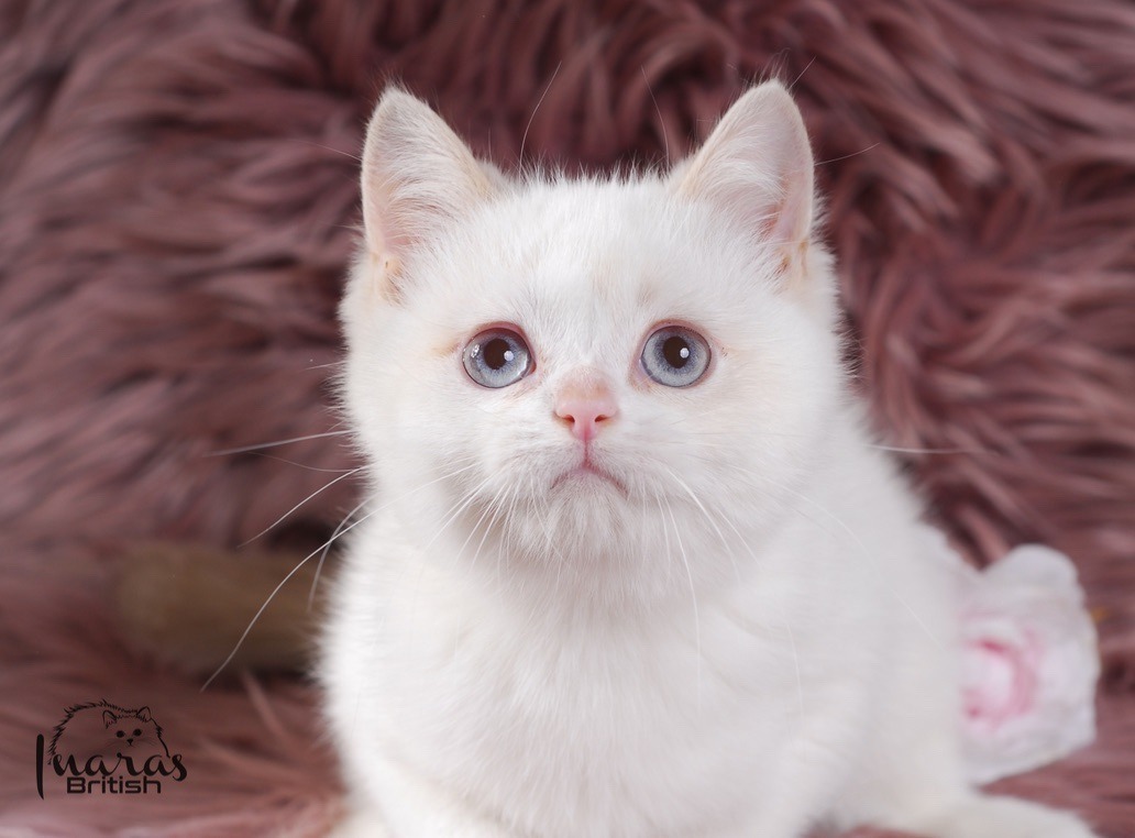 Winston, Cinnamon Golden Point British kitten