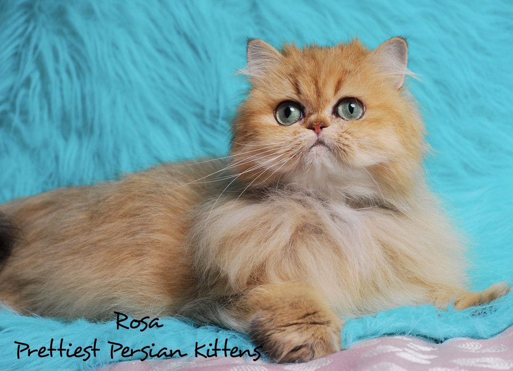 Rosa &mdash; Chinchilla Golden Persian