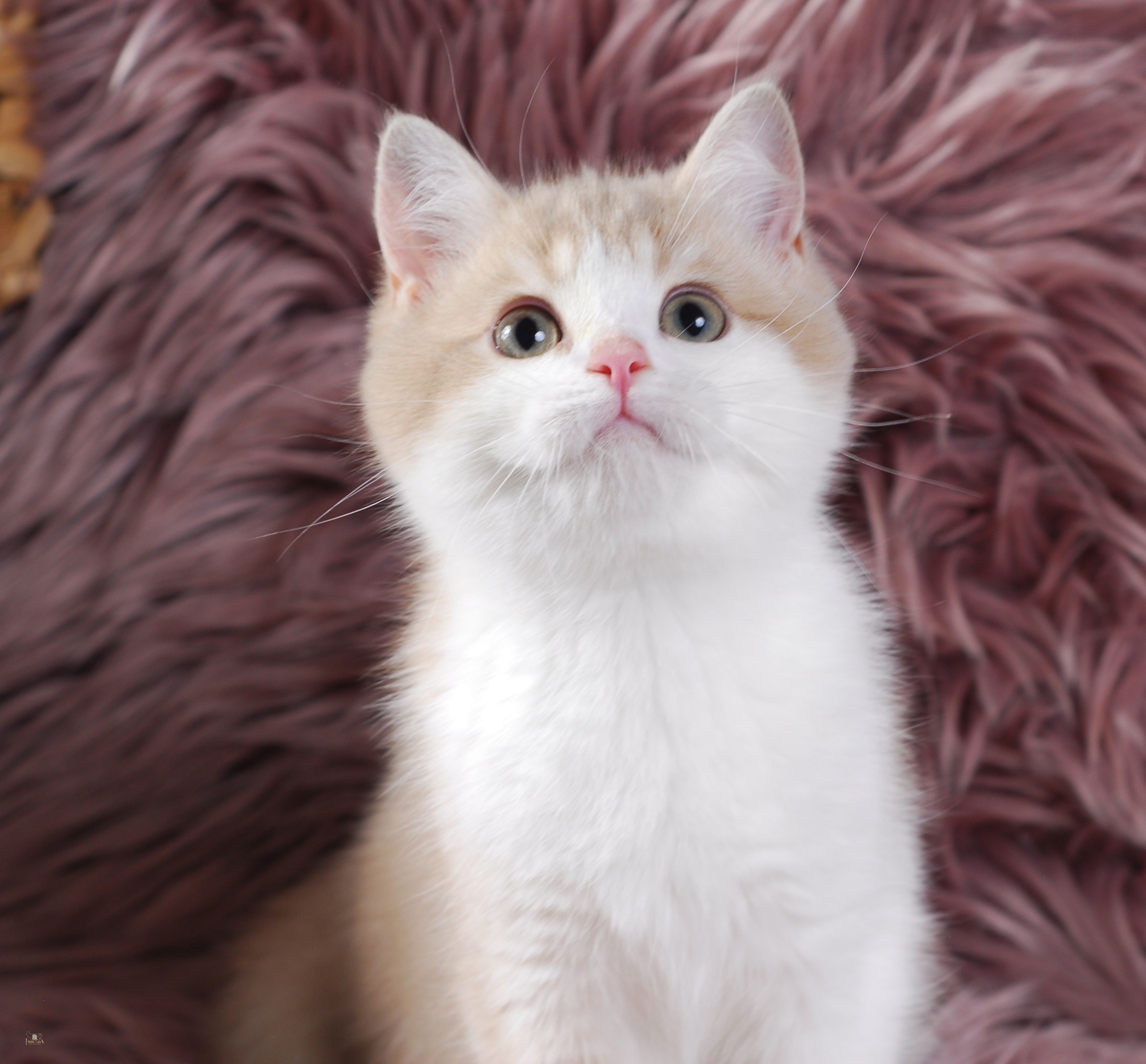 Apples, Lilac Golden Bi-Color British kitten