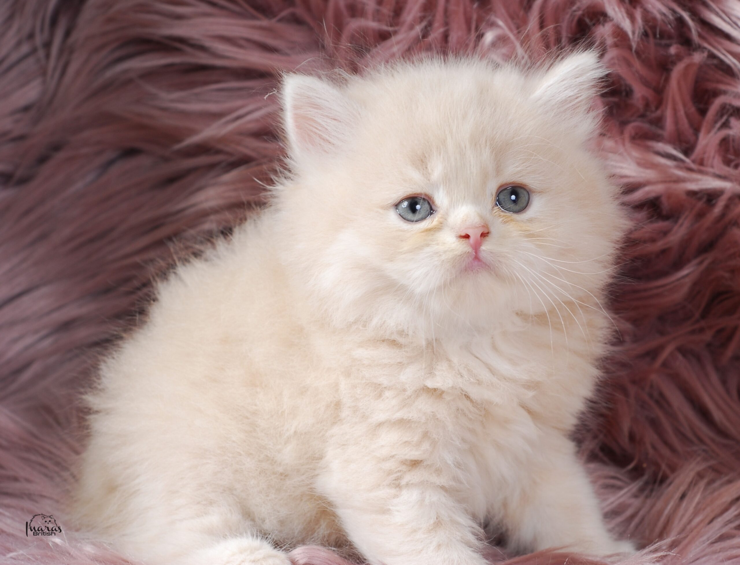 Jellybean, Light Cream Persian kitten