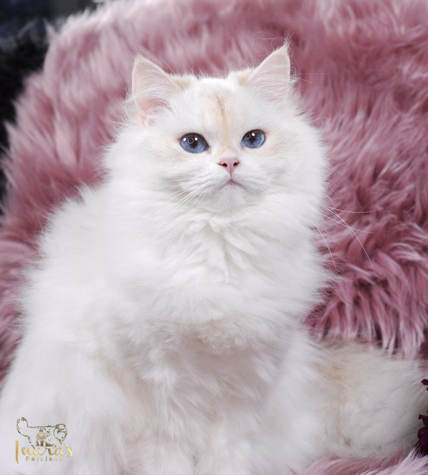 Snowy &mdash; Golden Point British Longhair
